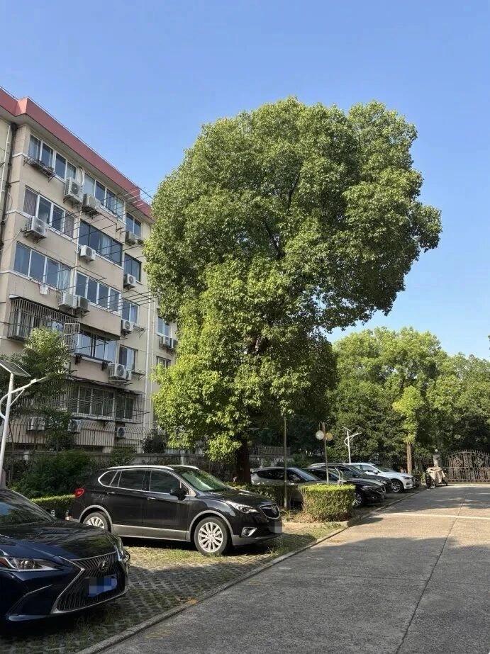 上海有个一楼住户，被隔壁小区一棵樟树遮了好多年光，晴天屋里也是阴的，最后把对面的