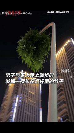 我去！直接看傻了！浙江绍兴这根“成精”的竹子，把5米路灯杆干穿了！全网看完集体泪