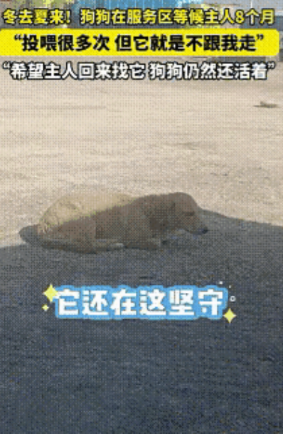 泪目了！新疆，一男子得知狗狗在服务区等待主人8个月，投喂多次，却不愿意被男子收养