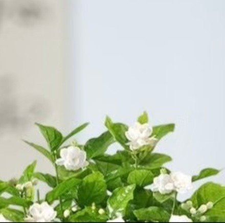 茉莉花养殖核心步骤1.充足日照茉莉花非常喜光，不怕晒。应放在家中阳光最好的位置