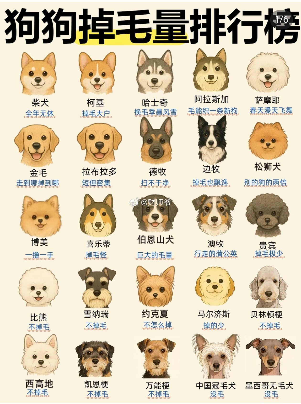 狗狗掉毛量排行榜（养狗前请悉知）