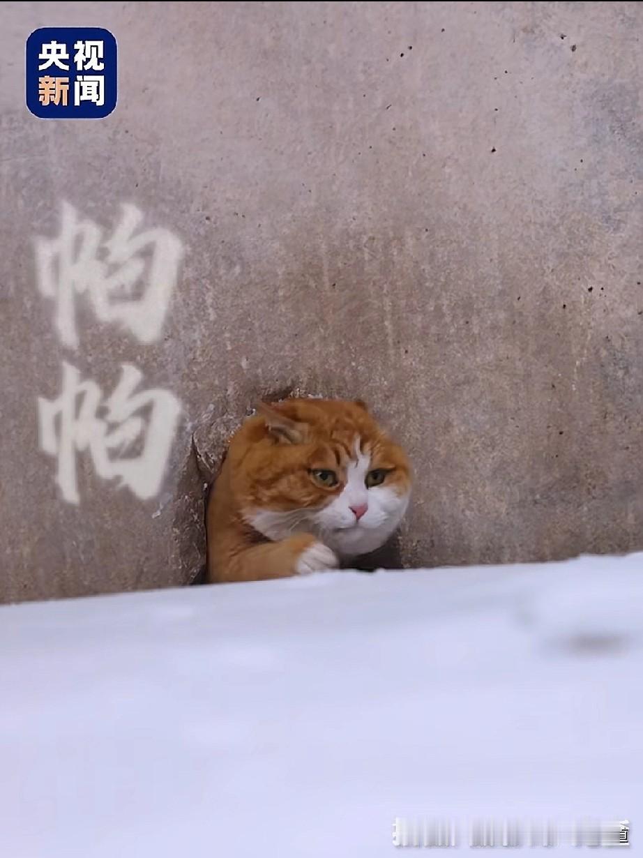 故宫里为什么要养猫呢？故宫的养猫传统，早在明代便已登峰造极。太监刘若愚在《酌中志