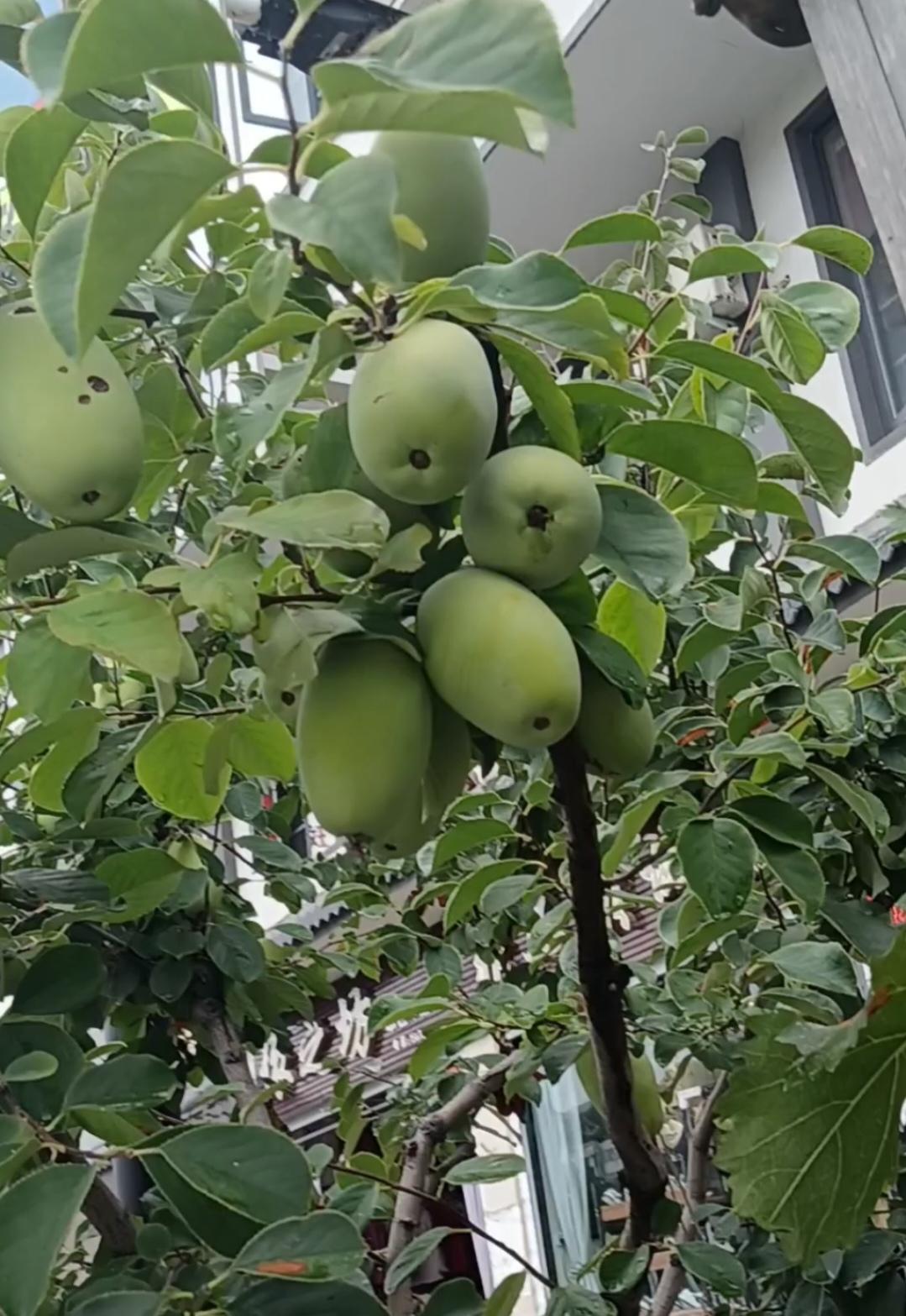 不是扯淡昨天晚上洗澡后，左胳膊出了一片子疹子。刚才去医院诊断，医生却讳莫如深