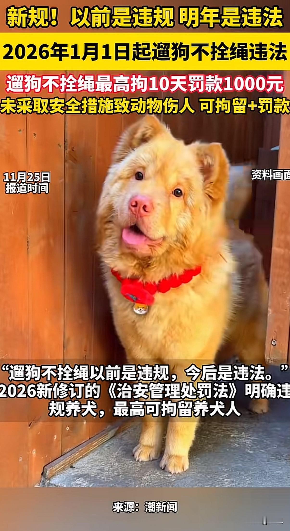 遛狗不拴绳要拘留了！可流浪狗谁管？刚刚刷到新闻，2026年开始遛狗不拴绳真要违