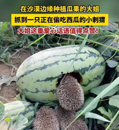 “活该你发财！”近日报道，新疆和田，女子在自家瓜田劳作时，突然看到一只刺猬在偷吃