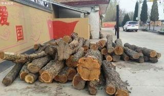 为什么枣木不能当柴烧？一位60岁的护林员告诉我，大部分树木死后都能当柴火烧，唯独