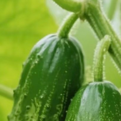 0000黄瓜的种植方法黄瓜选用透气沙壤土，春、夏均可播种。种子催芽后点播，出苗后