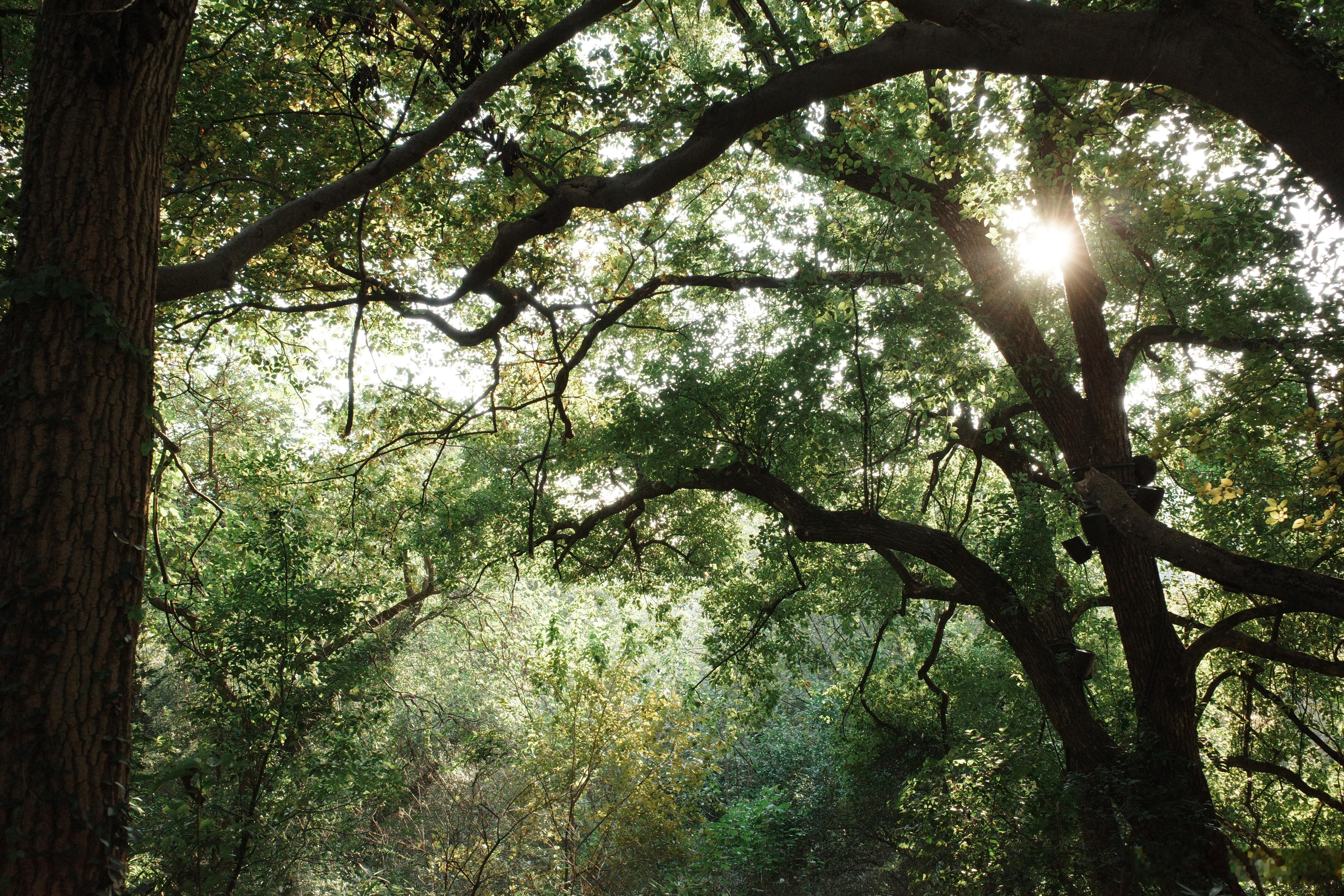 喜欢绿色喜欢大树喜欢大自然