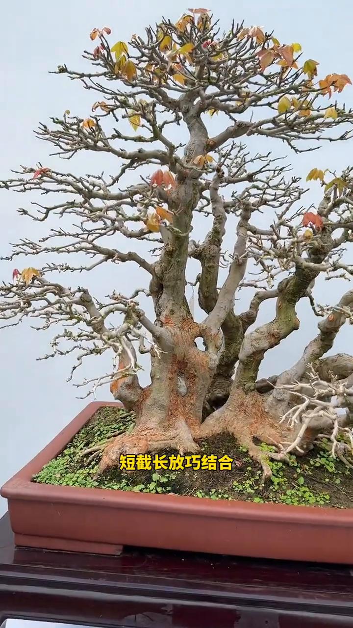 盆景口诀。盆景口诀是盆景艺术经验的高度总结，涵盖了制作、修剪、养护等多个方面。
