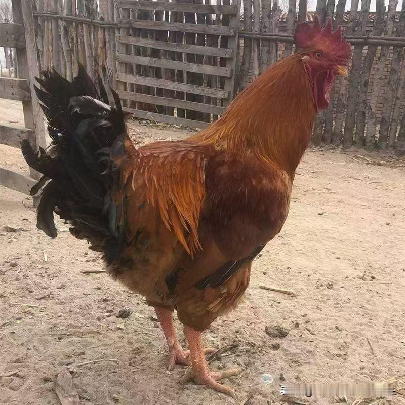 人间烟火，就在日常的油盐酱醋里。就像有人喜欢自己做饭，做个粗糙的大盘鸡，也是一种