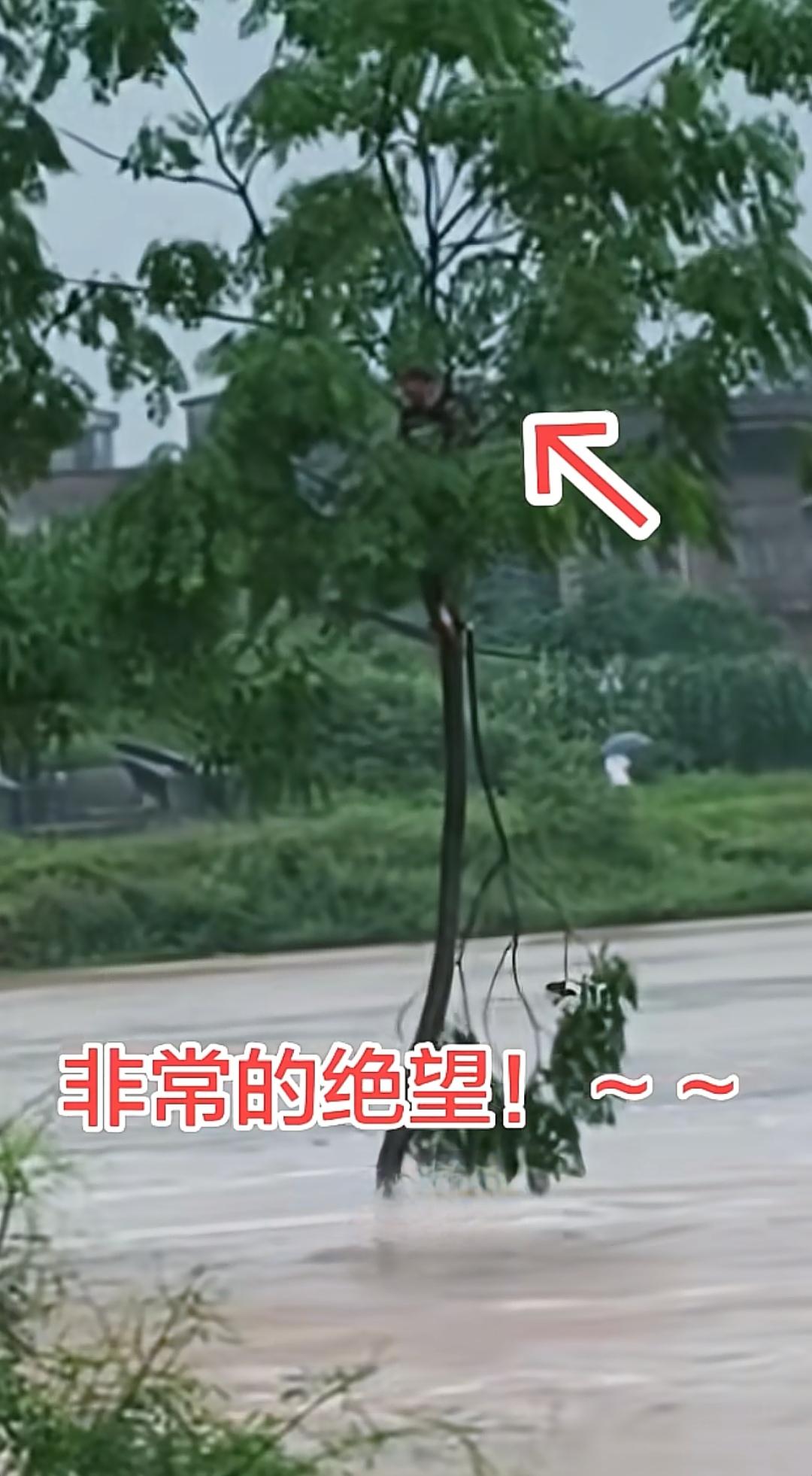 洪水中的树梢上淡定帅哥大雨过后，洪水泛滥，一位帅哥爬上树梢，很快大树就被洪水淹