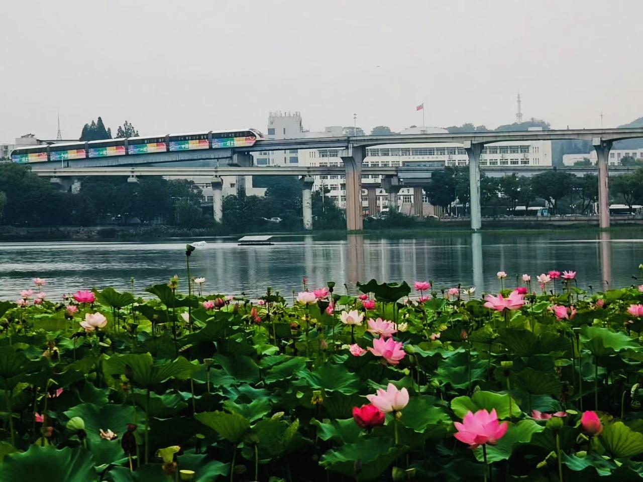 谁说芜湖不美呢！！！芜湖镜湖公园里的荷花美爆了夏日荷花美景芜湖