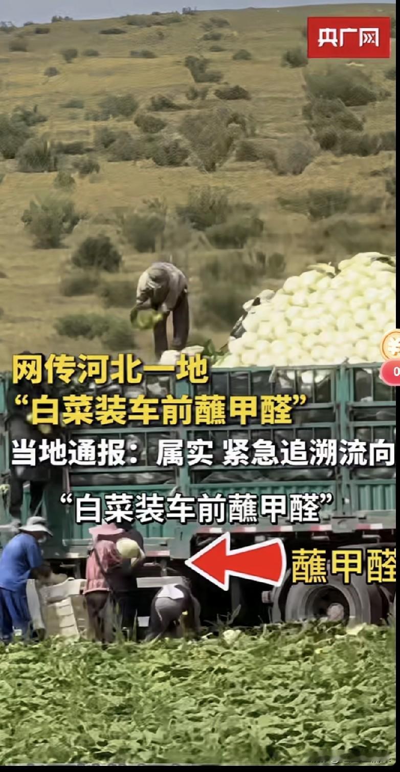 现在的一些商家为什么这么无德，连白菜也动手脚，要知道白菜都是被很多人称之为非常健
