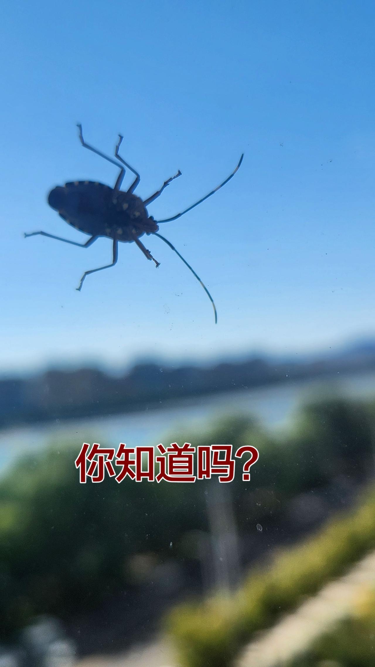 昆虫任何人都可以很爱任何人随拍