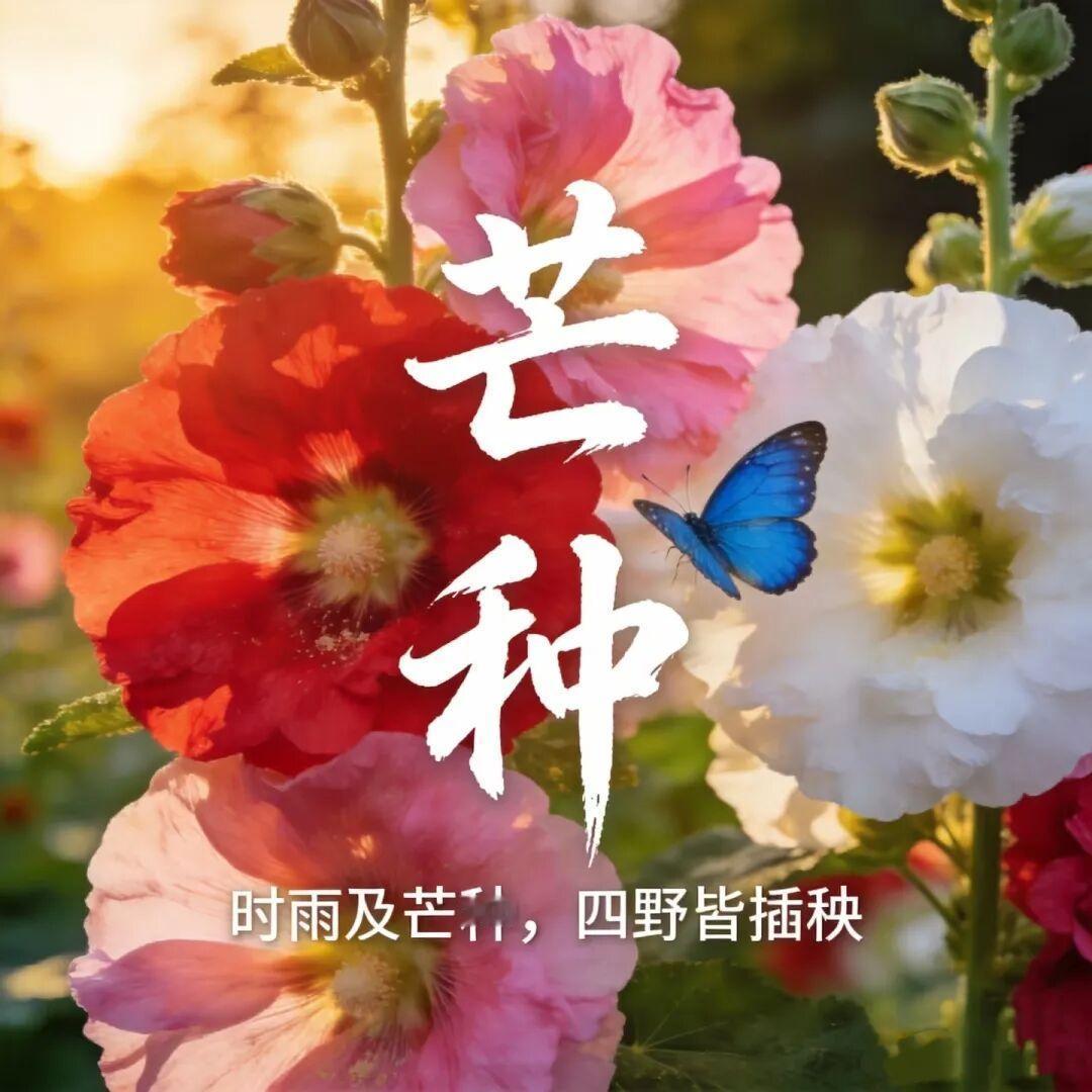 芒种忙，芒种乐。有耕耘，有收获。得天时，兼人和。一粒种，万颗粟。四体勤，五谷丰。