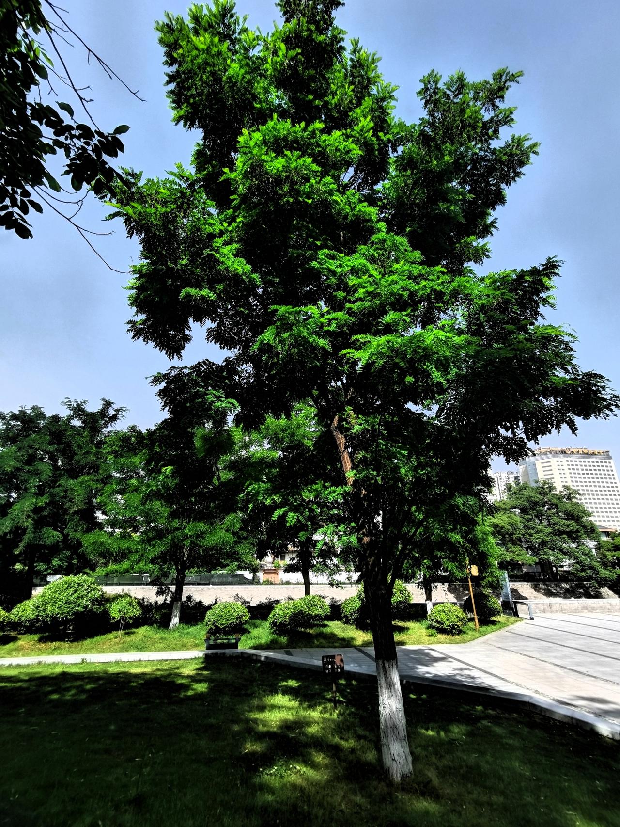 蓬勃生长的树相册里的花花草草绿植风景照盛夏花草随手拍绿植照户外绿植拍照雅