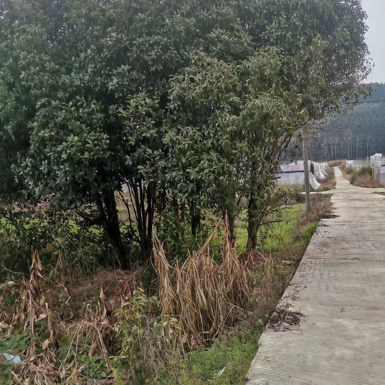 只是顺路看望外婆，反倒被舅妈道德绑架，我真的做错了？我家离外婆住处近，下班