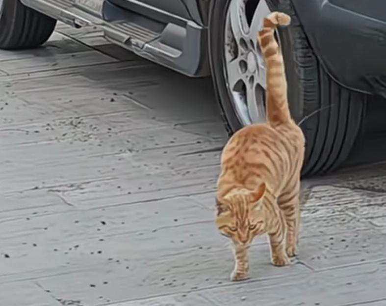 之前一直以为猫撒尿就是蹲在猫砂里老老实实解决，埋完就完事，直到前阵子帮朋友养了一
