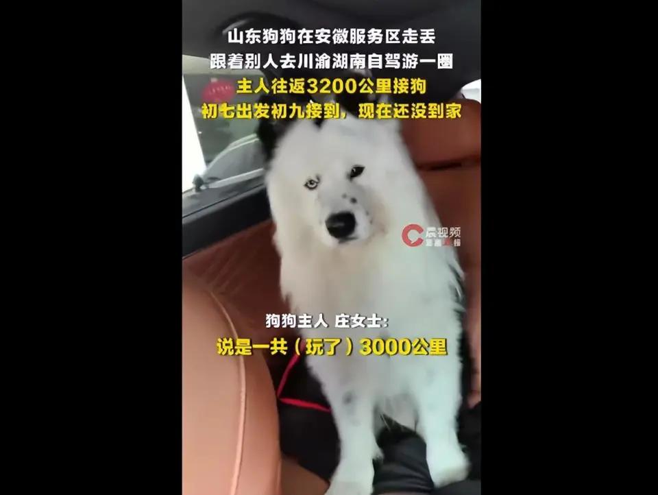 一只狗狗在高速服务区离奇失踪，辗转数省，最终竟上演了一场跨越1600公里的千里奔