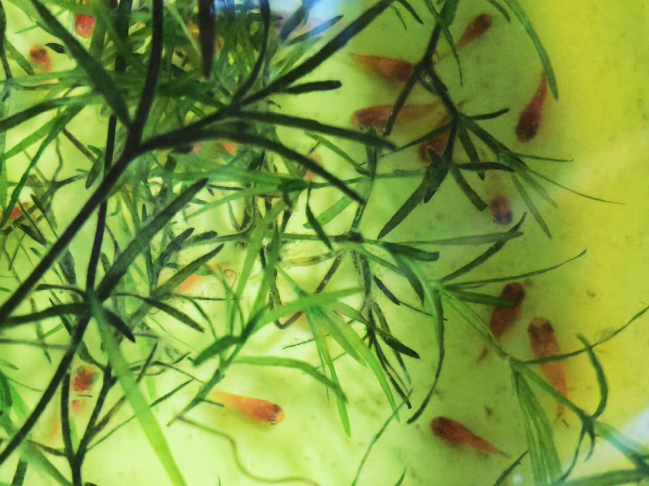这些鱼苗，是鱼缸里的大鱼产的崽子，差不多算是第二批次。前一批次长得比较壮实，我已