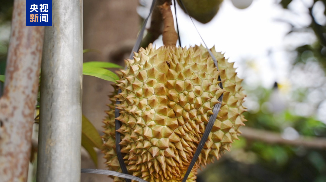 国产榴莲西双版纳榴莲种植面积达1.5万亩，据说金枕单株最高挂果达到了34个，这是不是意味着以后可以实