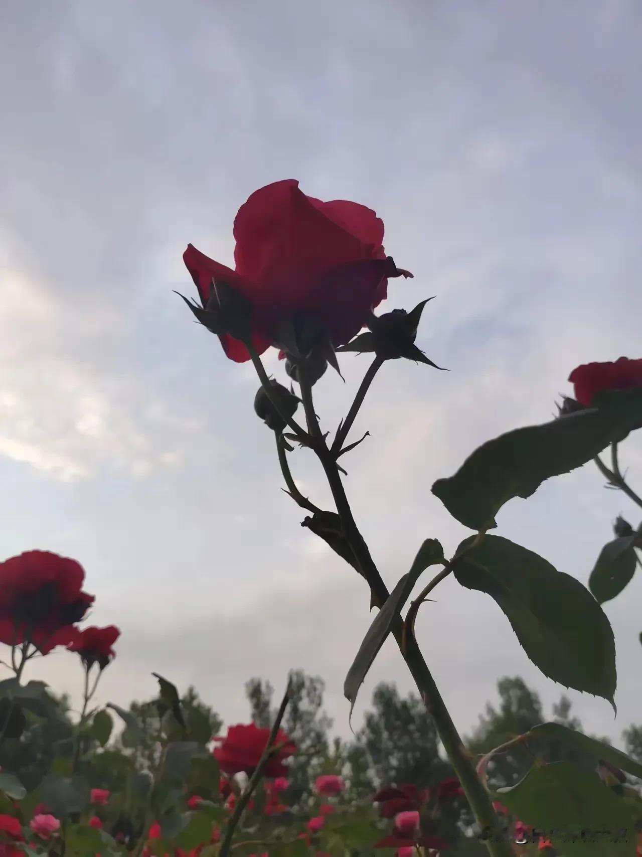原子弹的制造和爆炸原理基于核裂变链式反应，其核心是通过重原子核（铀-235或钚-