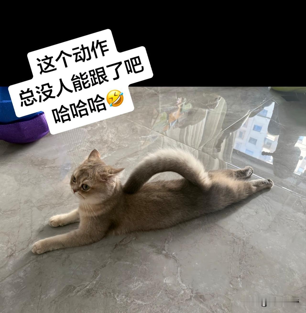 这个视频我看了好几遍，这只小猫趴在地上，居然把长长的尾巴弯成弧形，稳稳搭在自己的
