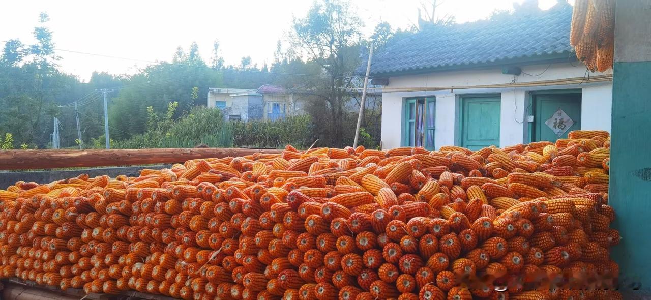 别人的国庆：奔赴景区、堵车赶路、人挤人。我们一家的国庆：回乡下老家，陪父母收包