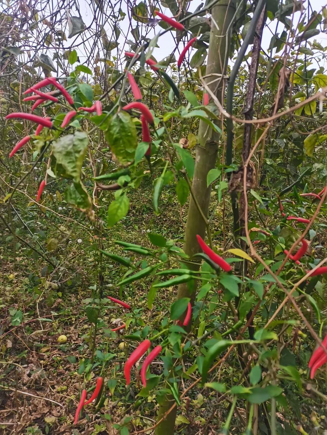 冬日生活打卡季已经立冬好几天了，天气慢慢冷了起来，早上起来感觉温度下降可不少，幸