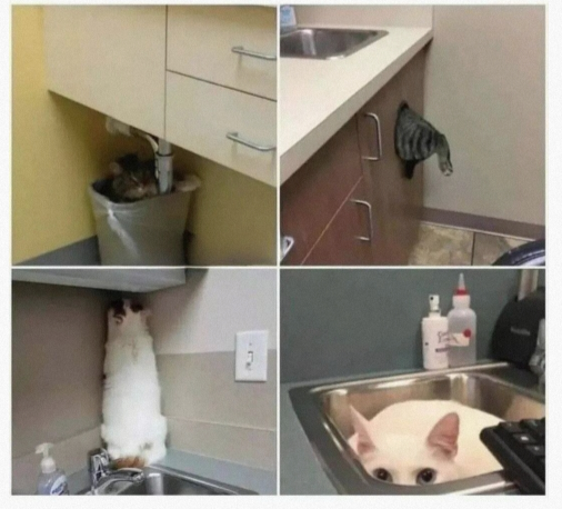 养猫人的小惊喜