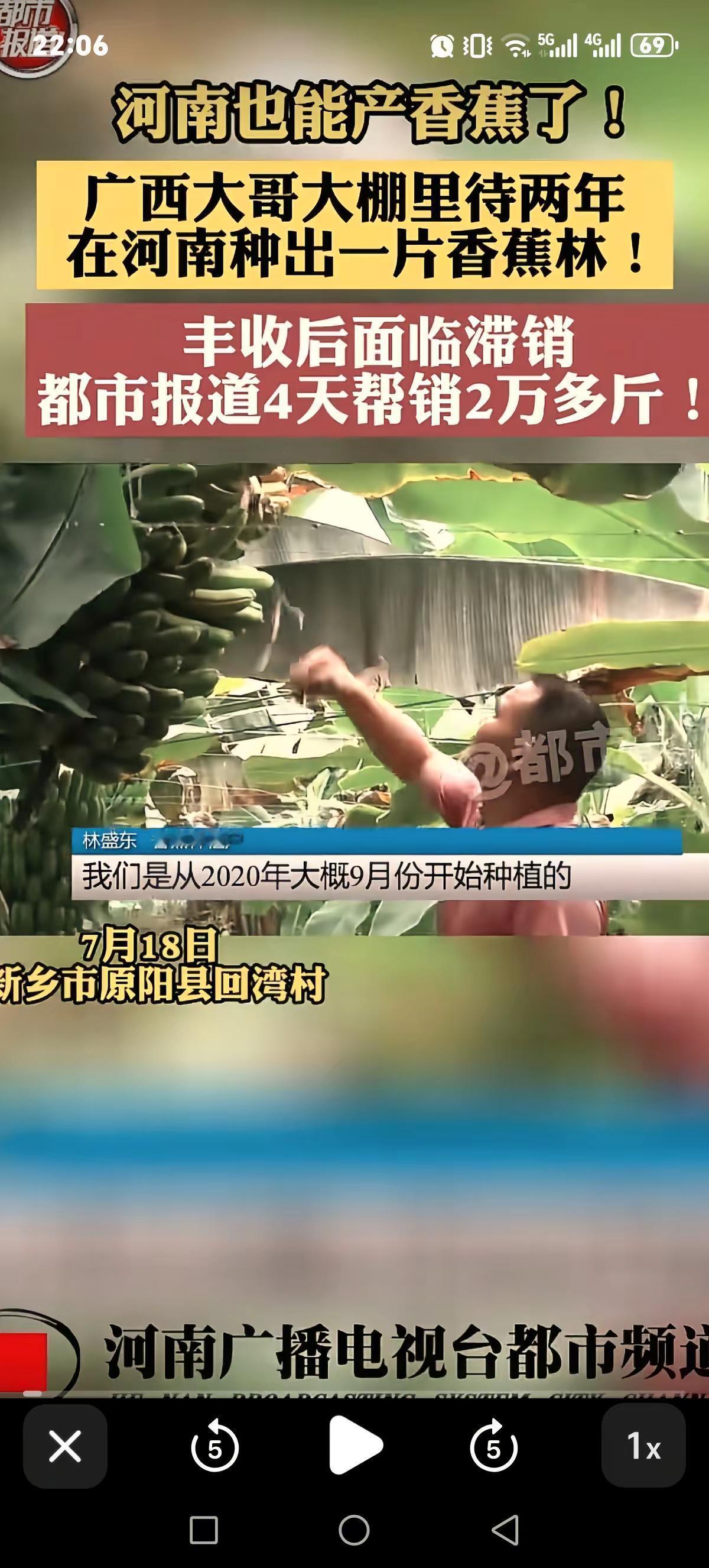 河南也种出香蕉树了，我也是今天看才知道的