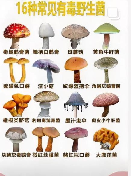 贵州毕节有一家人，五口人误吃了毒蘑菇，最后3个人没抢救过来。这种长得像金针菇的“