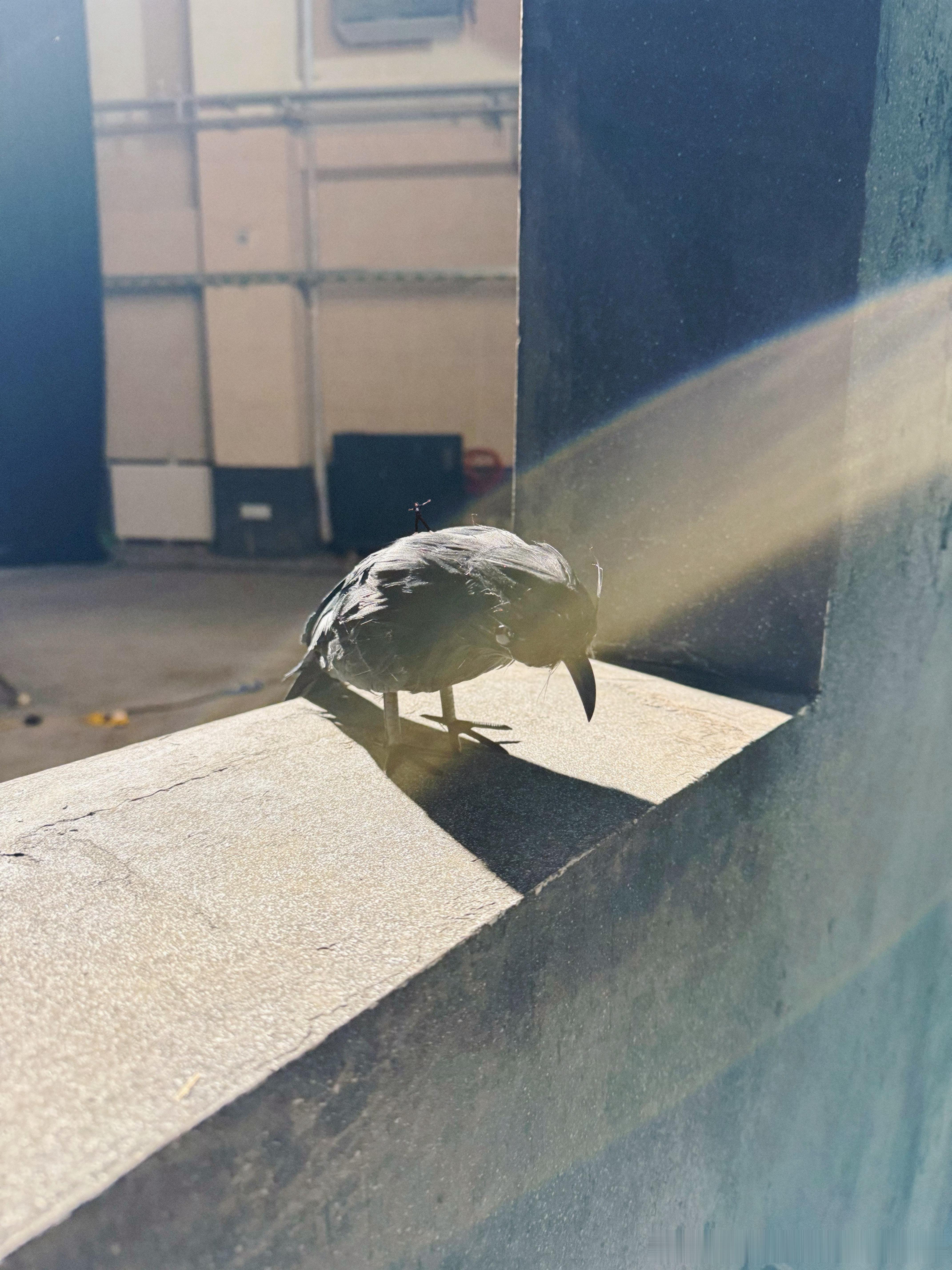 🆘今天的打板是藏起来的在鸟的背上