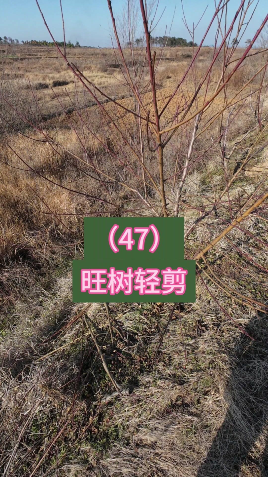 在斜坡上种植的强旺桃树，修剪时要先处理过于直立的强旺枝，大枝需锯掉，避免影响树形
