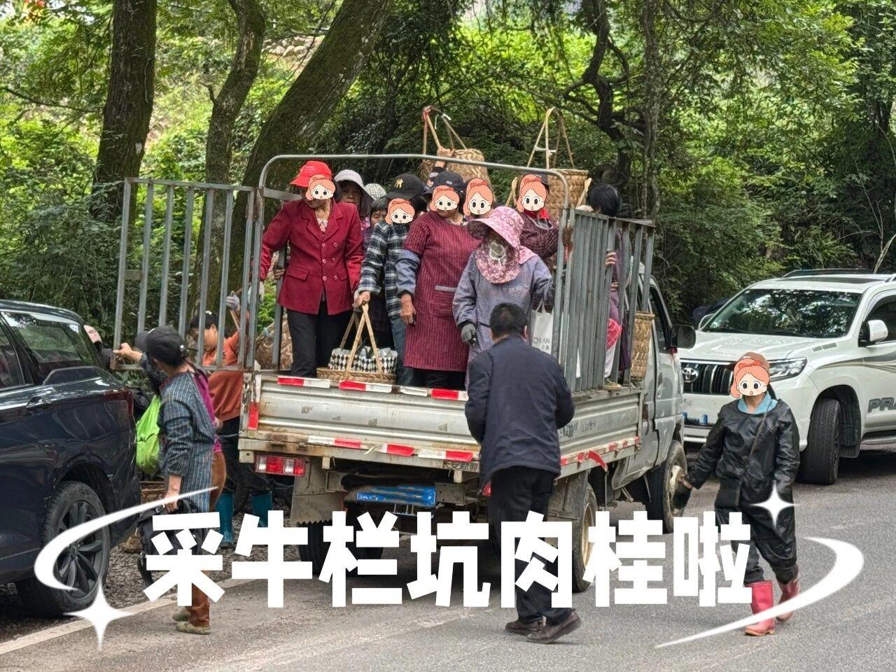 茶山直播现采鲜叶制茶，低价卖茶真的靠谱吗？爱刷茶山直播？看着现场采茶、现场制茶
