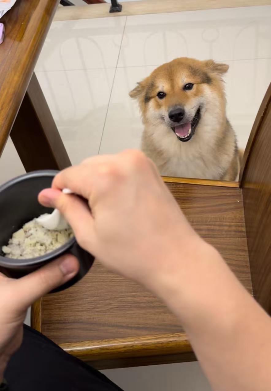 小狗离开第7天给我上了深刻一课是：不要等。臭宝，你离开的第7天，爸爸妈...