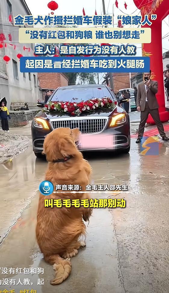 河南长垣，一只金毛看到婚车，竟然跑到路当中作揖拦车，没有红包和狗粮，谁也别想走，