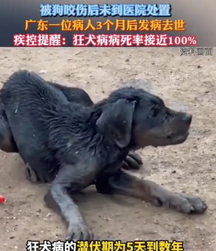 “太轻敌了！”广东一男子被狗咬，5天后那条狗竟死了，他却没当回事，也没打狂犬疫苗
