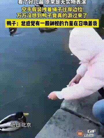 北京一名女生到公园游玩时，看见几只鸭子在湖面上一动不动，于是便想把它们吸引过来，