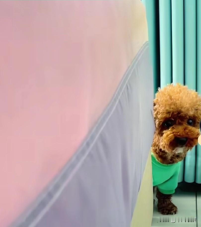 儿媳让婆婆去取快递，回到家拆开一看，里面全是给狗狗买的零食。婆婆顿时就不高兴了，