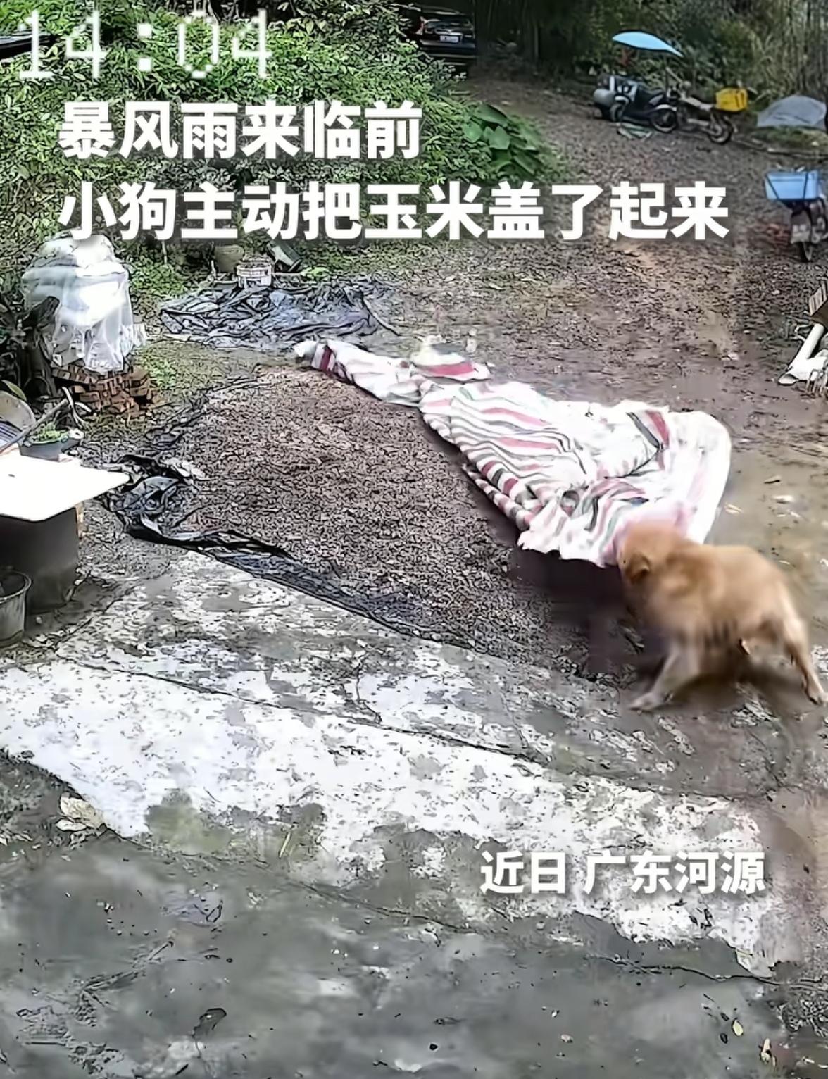天啊这小狗居然上人民日报了这毛孩子🐶也太聪明了吧。广东河源，主人晒完玉