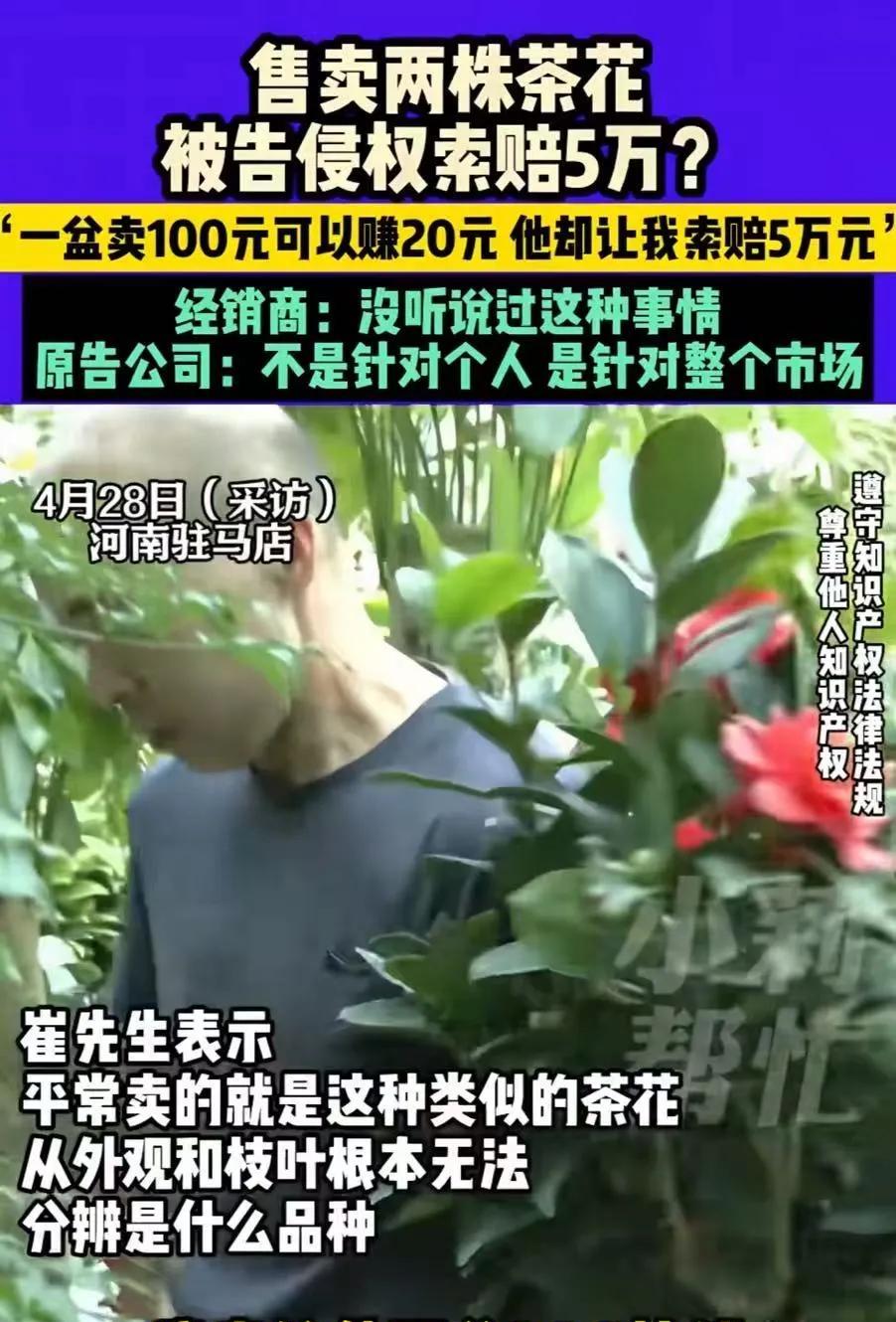 “碰瓷已经到这种地步了？”河南驻马店，男子开到花店卖了两株茶花，被告侵权索赔5万