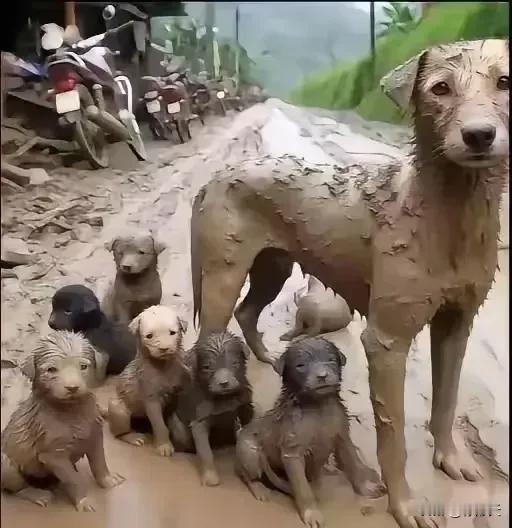 广东梅州水灾幸存狗子全家