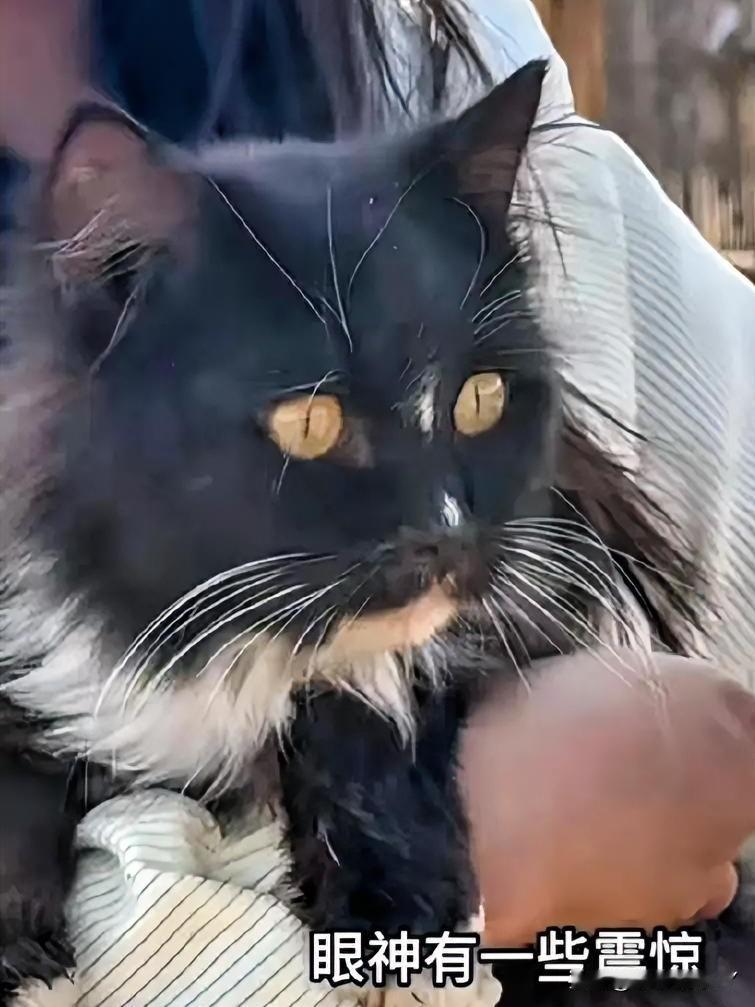 菜市场路口，一只小黑猫蹲在路边等候主人。它左顾右盼，饥肠辘辘的它只能四处寻觅食物