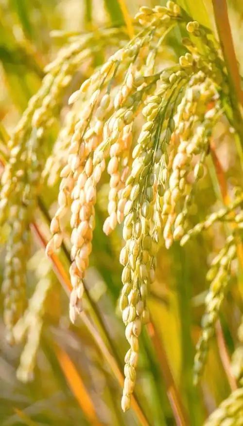 茵陈干姜汤“胆热脾寒证”方剂性质‌：茵陈干姜汤为药膳食疗方，常见于民间或临床经