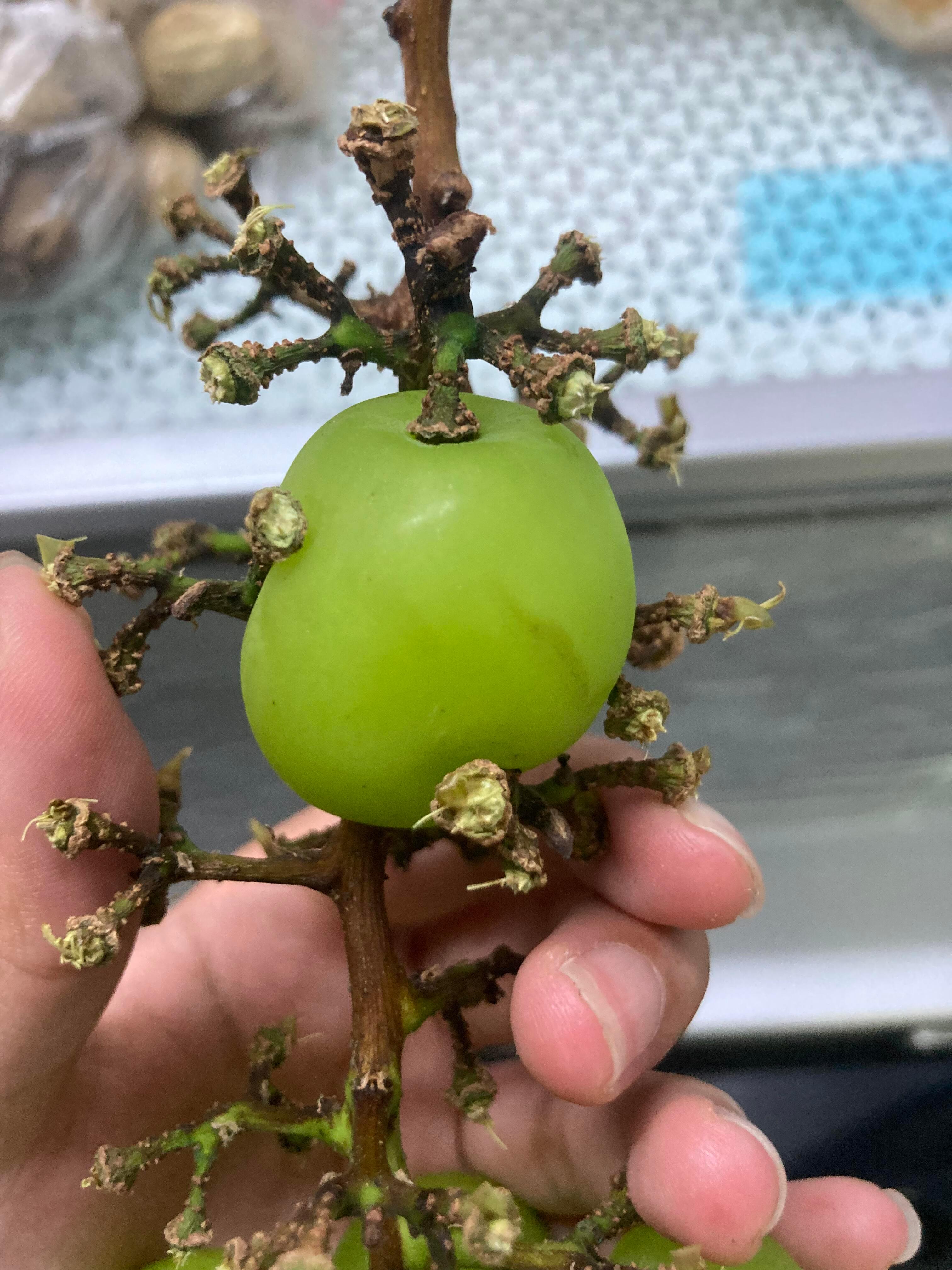 阳光玫瑰没有葡萄味葡萄的生长痛，买了一串阳光葡萄，突然发现有一颗很难拔出来，好