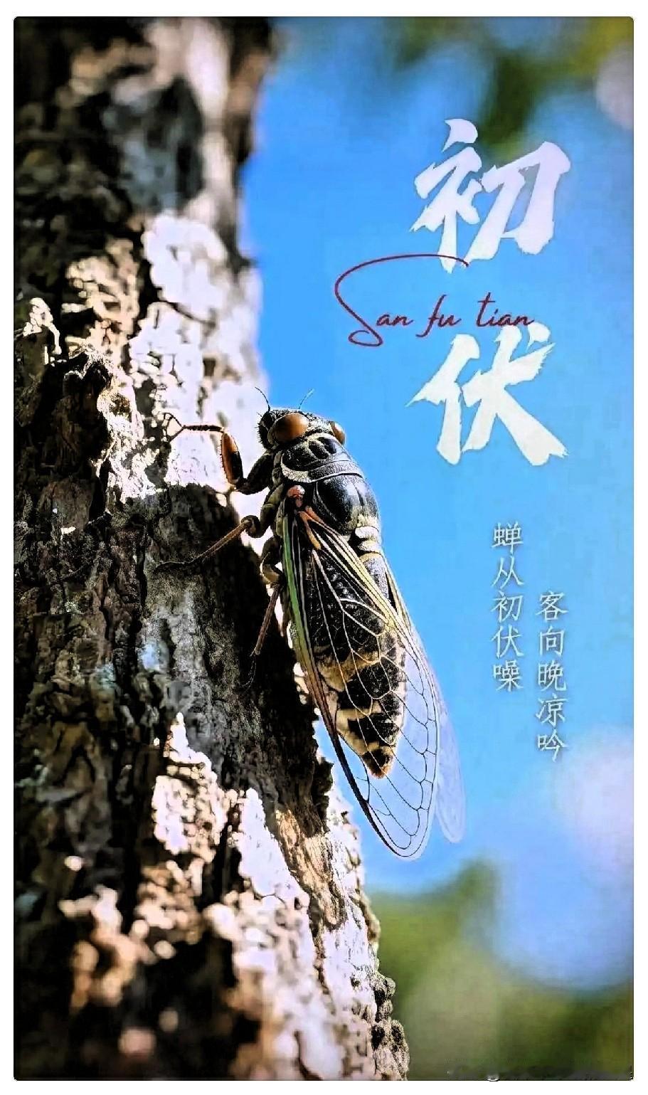 紧急通知一声大家做好准备！明天7月15号正式进头伏，今年有足足四十天的加