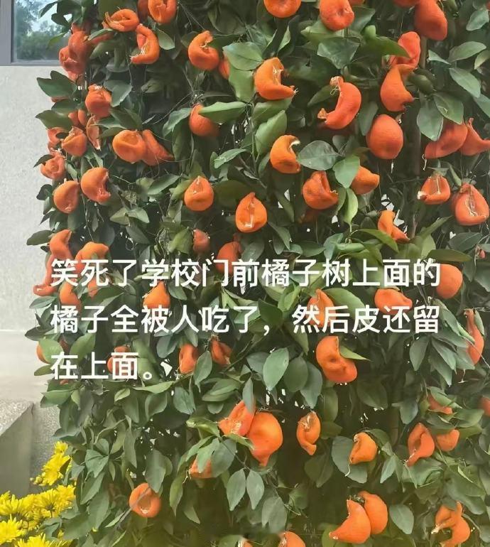 一出生就是陈皮果然人在干坏事的时候是最团结的