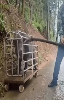 常言说：“一猪，二熊，三老虎。”为何这样排列呢？这并非指这三种动物的战力，而是说