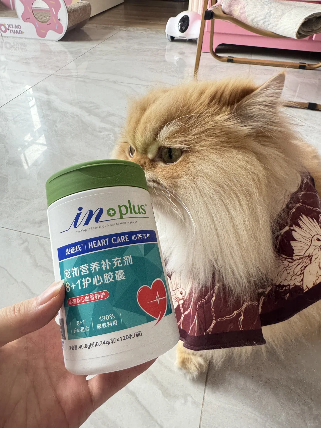 养好小猫咪很重要！